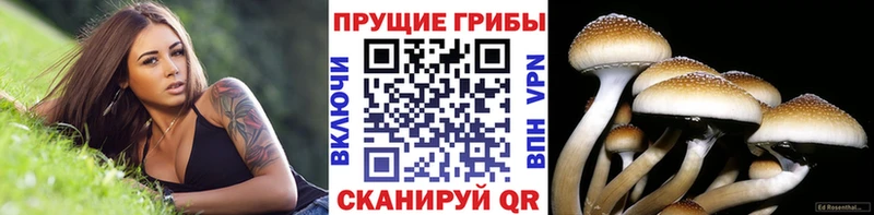 Псилоцибиновые грибы прущие грибы  где можно купить наркотик  Топки 
